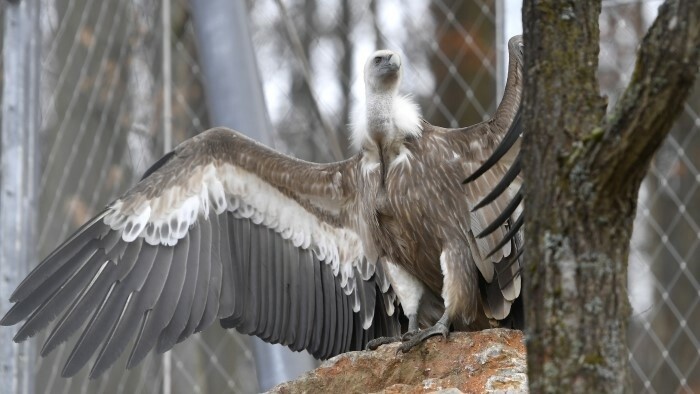 Nouvelle volière au zoo  de Košice
