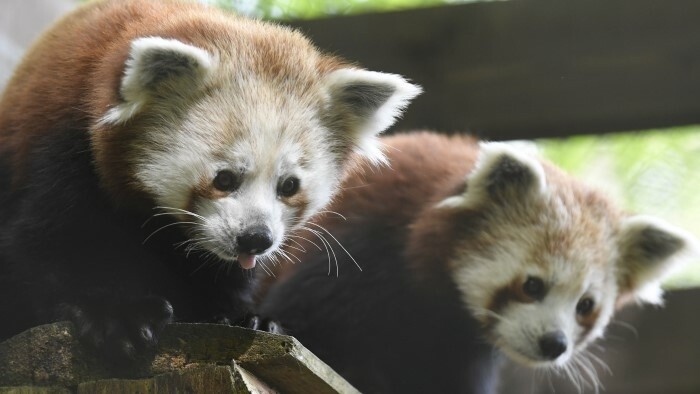 Bébés pandas roux et lynx des Carpates au zoo de Bojnice