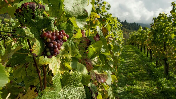 Ekologické vinohradníctvo | Zdravá krajina