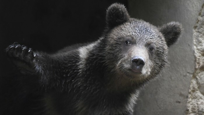 Hugo, l’ours slovaque, est en France