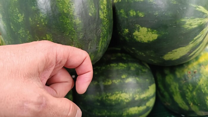 Na farme v Lehote pod Vtáčnikom dozreli melóny