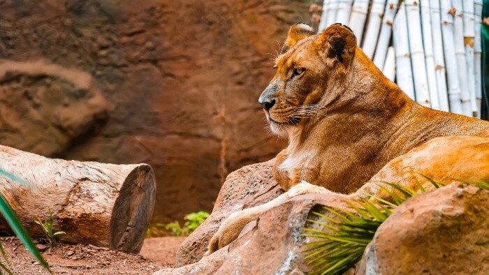 Nechcení domáci miláčikovia skončia v ZOO