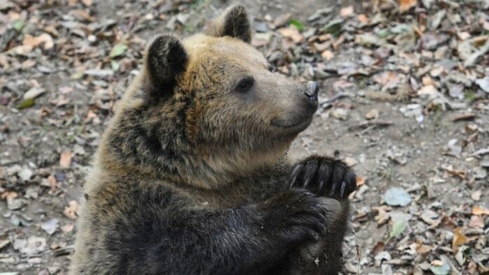 Environmentalists File Lawsuits Over Bear Hunting Permits