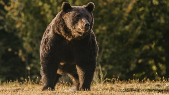 Klagen wegen Genehmigungen zum Bärenabschuss