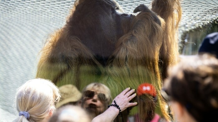 Fête des orangs outans