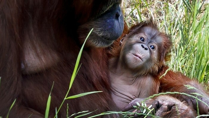Zoo Bratislava feiert Tag des Wassers und Welt-Orang-Utan-Tag