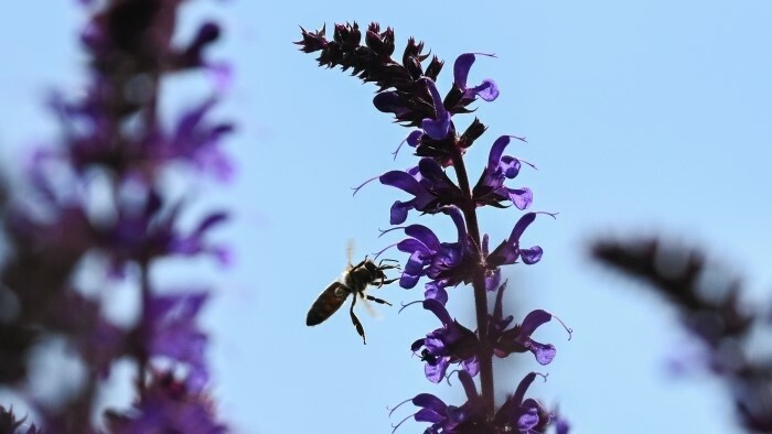 Vielfalt der Wildbienen