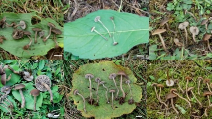 Словацкие ученые  обнаружили новые виды грибов рода Dermoloma