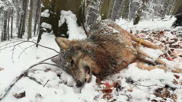 Der Wolf: Gefahr oder gefährdet?