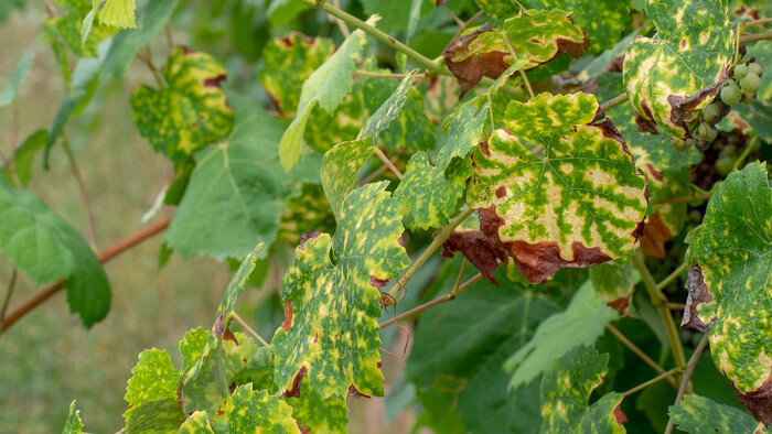 Vinohrady v ohrození
