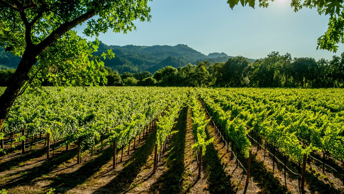 Plašenie vtákov vo vinohradoch