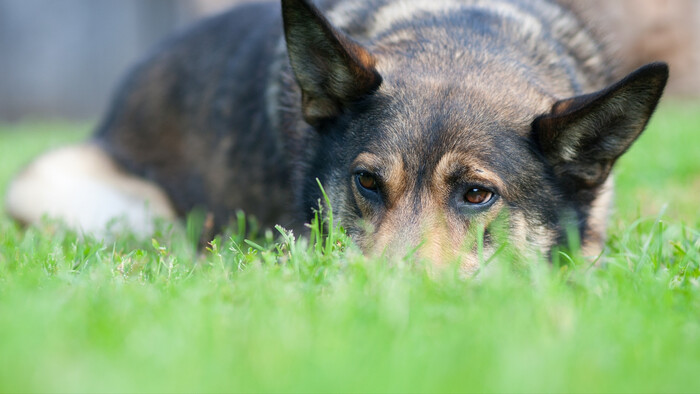 Môže sa pes alebo mačka uraziť?