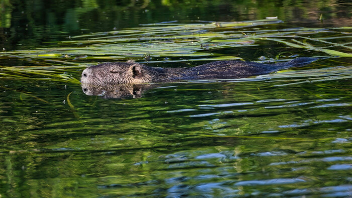 Žijú u nás, hoci do našej prírody nepatria