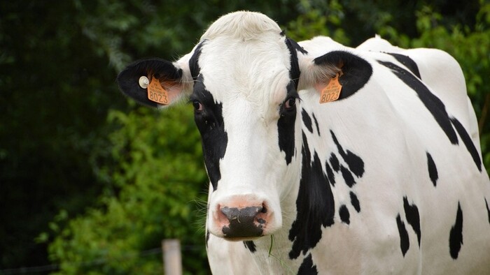 Kravský vzor v móde