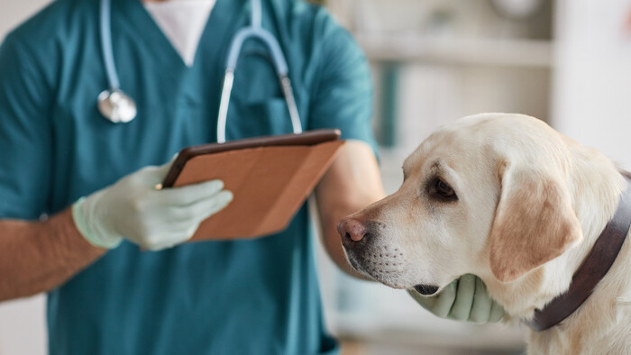 Zdravotné poistenie domácich miláčikov