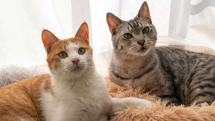 Ako spriateliť dve mačky 