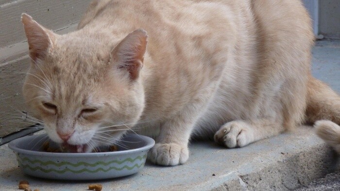 Navštívili sme chovateľku Zoru Komžíkovú z OZ Mačky SOS