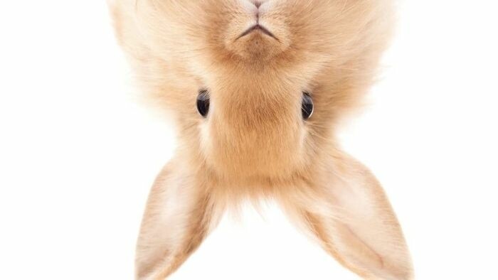 Mira Fornay predstavuje svoj pripravovaný film Otoč králika 