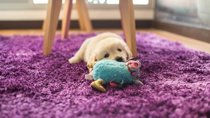 Aby nám šteniatko nerozhrýzlo celý interiér