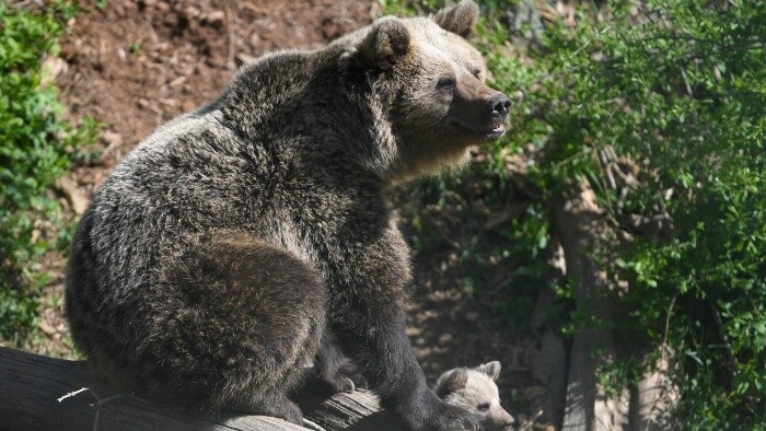 Vyhliadky v údolí medveďov v košickej ZOO