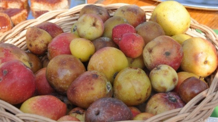 Andamos olvidando la fruta del serbal común, a pesar de sus calidades preciosas 