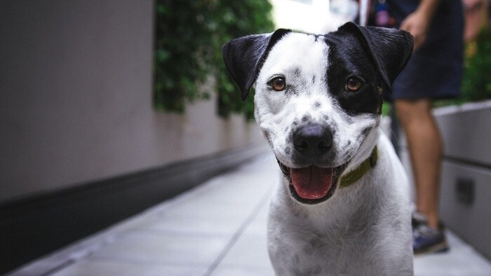 Keď má pes hnačku