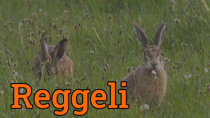 Újabb állatbetegség ütötte fel a fejét, a myxomatózis a nyulakra jelent veszélyt