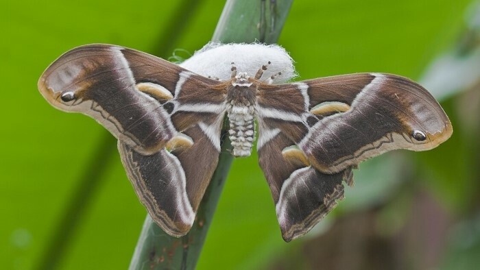 Klimawandel bringt neue Insektenarten in die Slowakei