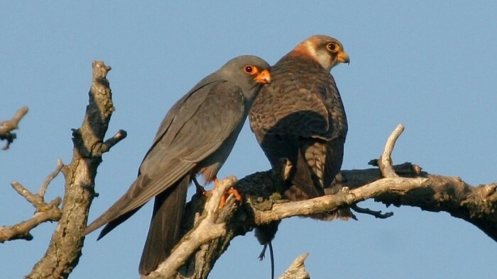Vogelzug: Rekordzahl von Rotfußfalken in der Region registriert