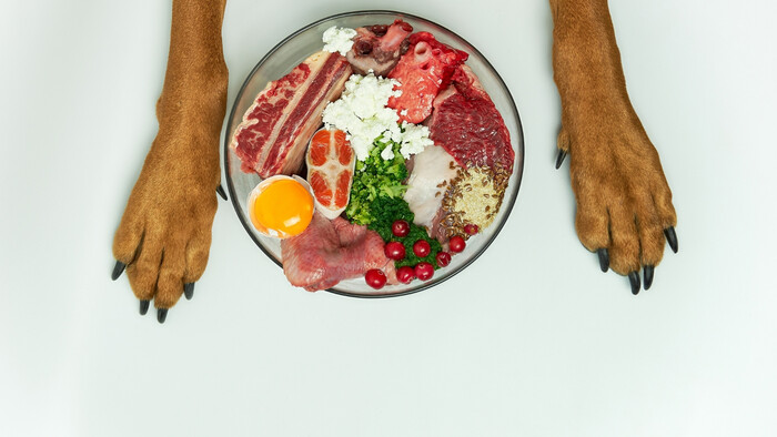 Pes nie je len mäsožravec 