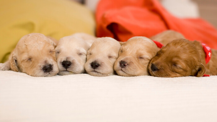 Ako dlho majú byť šteniatka pri sučke?