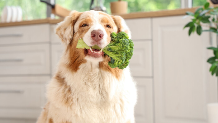 Pes a vegetariánska strava