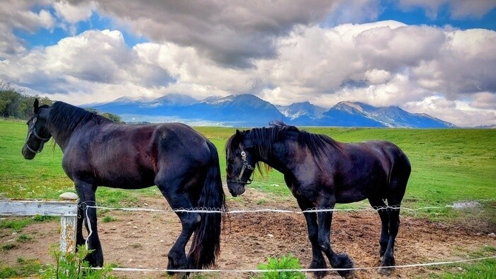 Kutschenmuseum Pferde - Kay Zeisberg.jpg