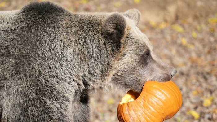 Abattage d'ours : Greenpeace Pologne attaque la Slovaquie 