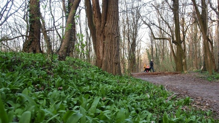 Словакия будет председательствовать в ЕК по лесному хозяйству