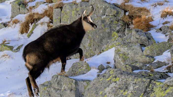 Štáb STVR bol s ochranármi sčítavať kamzíky vo Vysokých Tatrách