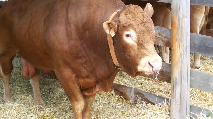 Vtáčia chrípka začína robiť škody v rôznych kútoch Európy