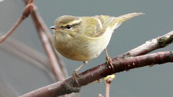 Zdokumentovali nový druh vtáka