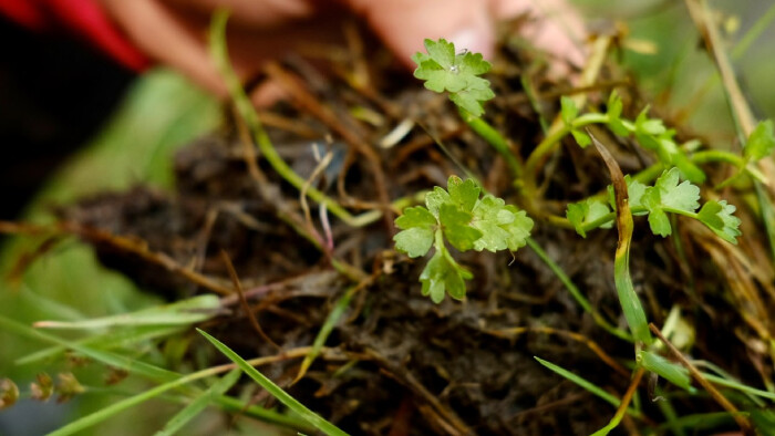 SOILutions je konferencia o zdravom farmárčení, zdravej pôde a zdravom jedle
