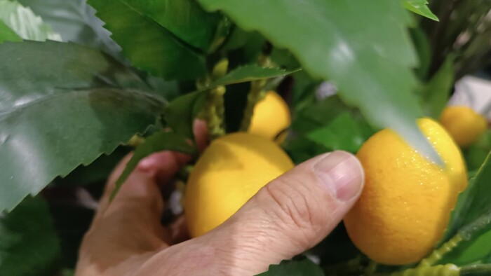 citróny-citrónovník-Stanislav-Háber-STVR