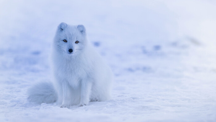 Zamyslenie / Polárna líška
