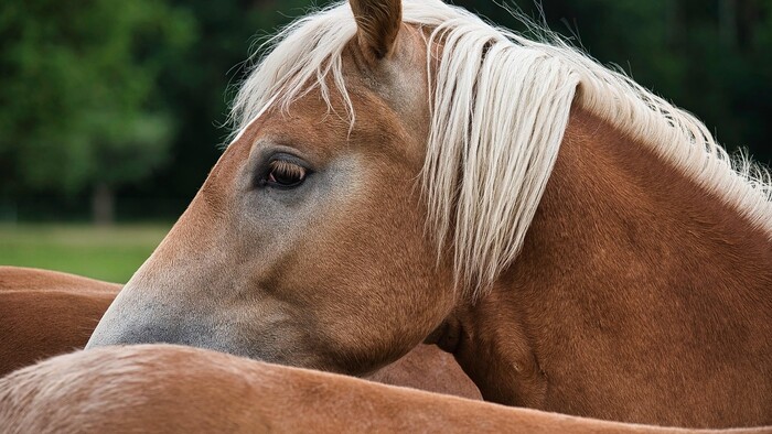 Uhlie z Handlovej. Pomáhali ho kedysi ťažiť desiatky koní?