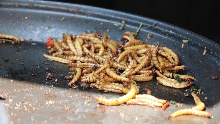 Hmyz ako vesmírne menu