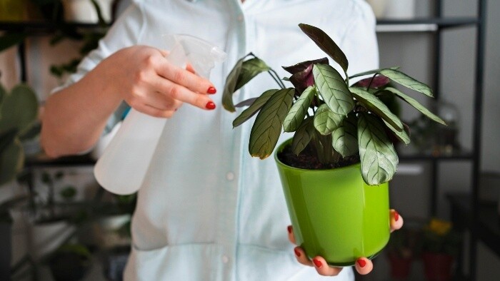 Biofília pre duševnú pohodu