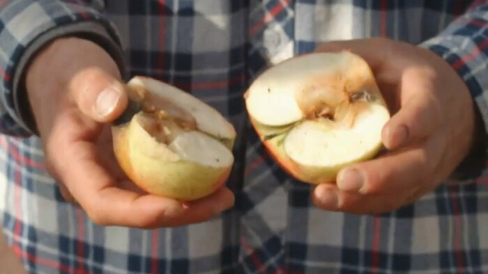 Jablko roka pochádza od Piešťan a nie je jedno, ale celá odroda