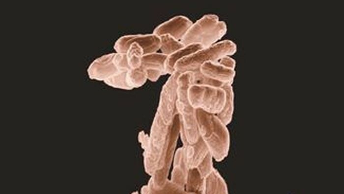 Zvierací manžel: Medzi človekom a zvieraťom