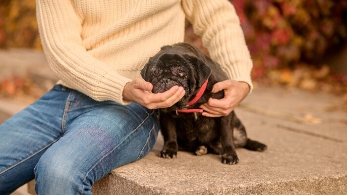 Ako často chválime psa? 