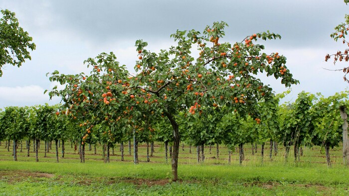 Jeseň v sade | Komu sa nelení