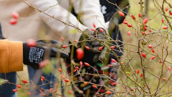 Школьный проект «Сбор плодов шиповника»