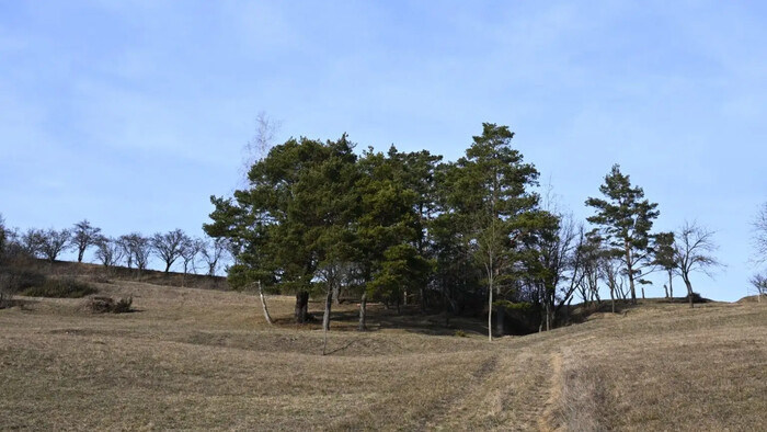 Strom zničí za rok